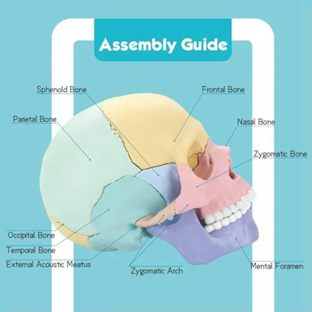 Alt view image 2 of 3 - Anatomy Skull Model, Human Anatomy Skull Puzzle, Detachable Mini Human Skull Model, Clinic Teaching