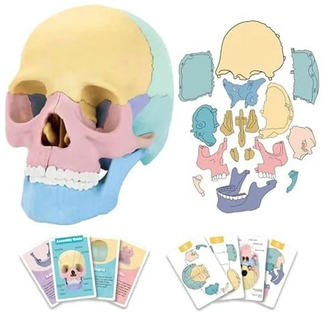 Main image of Anatomy Skull Model, Human Anatomy Skull Puzzle, Detachable Mini Human Skull Model, Clinic Teaching
