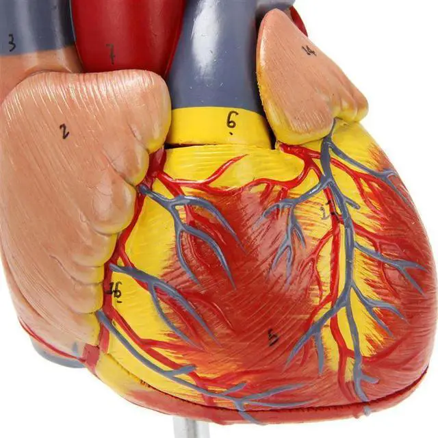 Main image of 3X 1: 1 Human Heart Model, Anatomically Accurate Heart Model Life Size Human Skeleton Anatomy