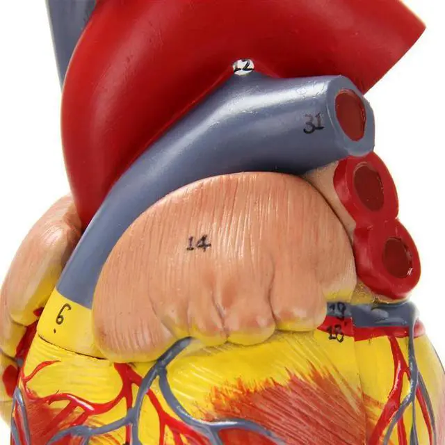 Alt view image 2 of 3 - 3X 1: 1 Human Heart Model, Anatomically Accurate Heart Model Life Size Human Skeleton Anatomy
