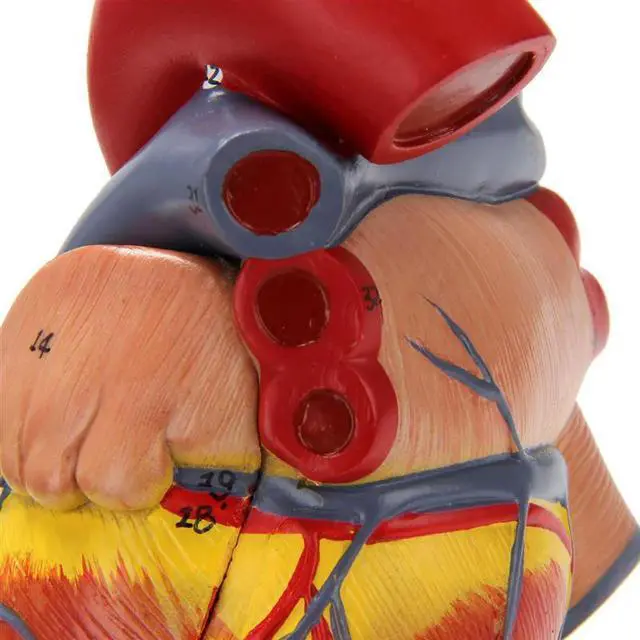 Alt view image 3 of 3 - 3X 1: 1 Human Heart Model, Anatomically Accurate Heart Model Life Size Human Skeleton Anatomy