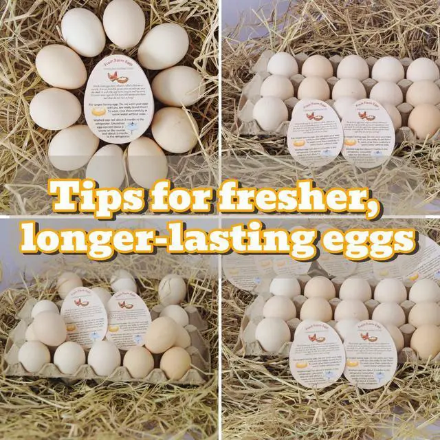 Alt view image 6 of 7 - Fresh Farm Egg Handling Instruction Cards - 2.7 X 3.5 Inches - Eggs Shape Style - Egg Stamps for Eggs Care Egg Cartons Cheap Bulk - Egg Stamps for Fresh Eggs for Egg Cartons Reusable (250)