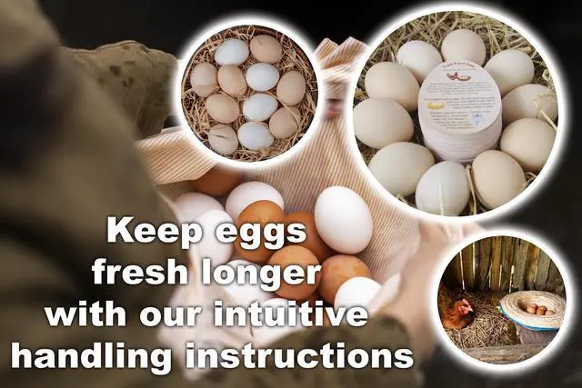 Alt view image 7 of 7 - Fresh Farm Egg Handling Instruction Cards - 2.7 X 3.5 Inches - Eggs Shape Style - Egg Stamps for Eggs Care Egg Cartons Cheap Bulk - Egg Stamps for Fresh Eggs for Egg Cartons Reusable (250)