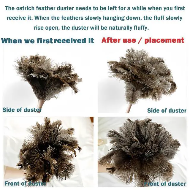 Alt view image 6 of 7 - Ostrich Feather Duster for Cleaning with Wooden Handle, 16", Brown
