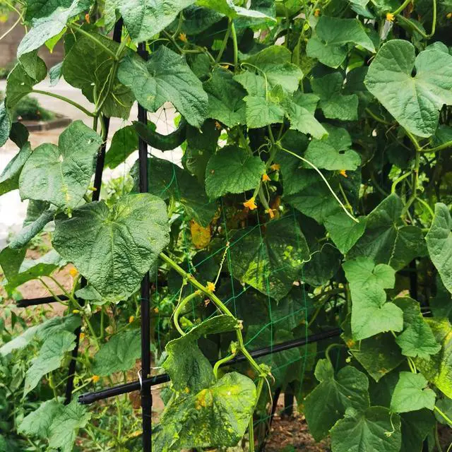 Alt view image 6 of 7 - Cucumber Trellis 69.8" H x 36" W, A Frame Garden Trellis for Raised Bed Climbing Plants Metal+PE Coated Grow Support for Vines, Vegetables