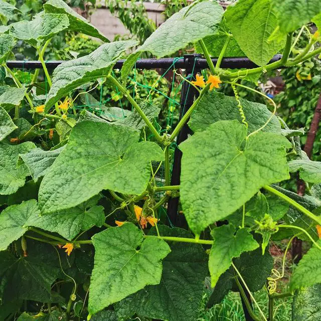 Alt view image 7 of 7 - Cucumber Trellis 69.8" H x 36" W, A Frame Garden Trellis for Raised Bed Climbing Plants Metal+PE Coated Grow Support for Vines, Vegetables