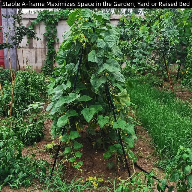 Alt view image 5 of 7 - Cucumber Trellis 69.8" H x 36" W, A Frame Garden Trellis for Raised Bed Climbing Plants Metal+PE Coated Grow Support for Vines, Vegetables