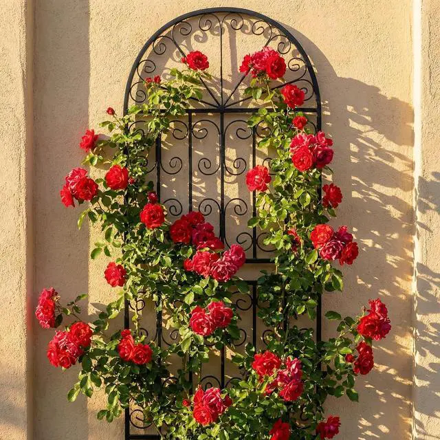 Alt view image 6 of 7 - 59" H x 22" W Arched Metal Garden Trellis with Scrollwork, Rustproof Iron Plant Support for Climbing Roses, Clematis & Vines, Decorative Garden Screen for Lawn & Backyard 1 Pack