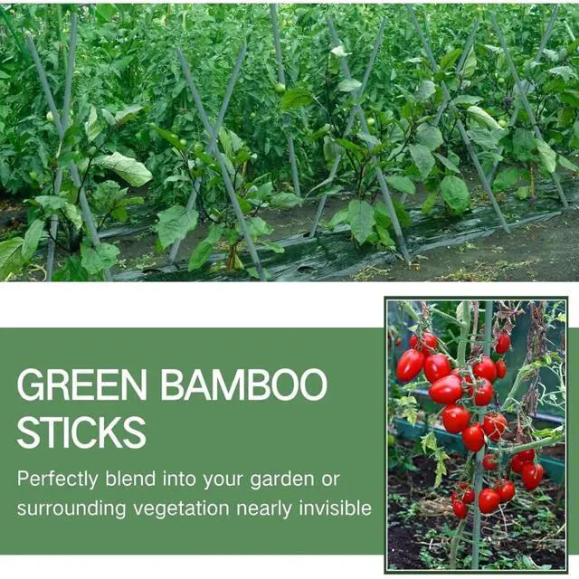 Alt view image 5 of 6 - Green Dyed Garden Stakes with Natural Nodes for Fence Construction, Bamboo Sticks Poles with Thick Cane Structure and Basic Moisture Defense for Climbing Plants (4FT 200PCS)