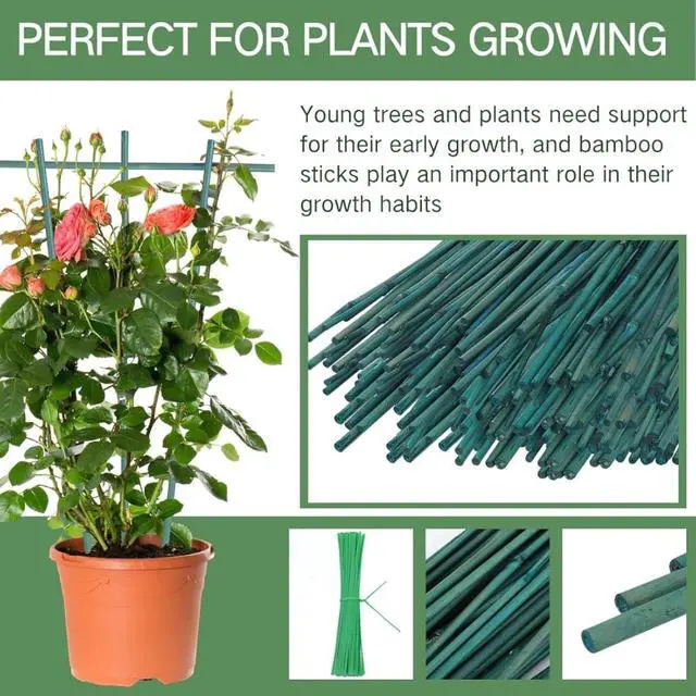 Alt view image 2 of 6 - Green Dyed Garden Stakes with Natural Nodes for Fence Construction, Bamboo Sticks Poles with Thick Cane Structure and Basic Moisture Defense for Climbing Plants (4FT 100PCS)