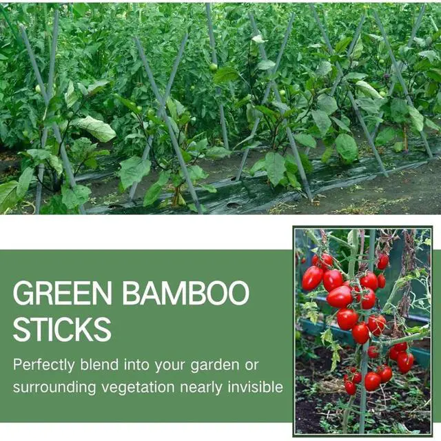 Alt view image 5 of 6 - Green Dyed Garden Stakes with Natural Nodes for Fence Construction, Bamboo Sticks Poles with Thick Cane Structure and Basic Moisture Defense for Climbing Plants (4FT 100PCS)