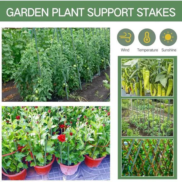 Alt view image 6 of 6 - Green Dyed Garden Stakes with Natural Nodes for Fence Construction, Bamboo Sticks Poles with Thick Cane Structure and Basic Moisture Defense for Climbing Plants (4FT 100PCS)