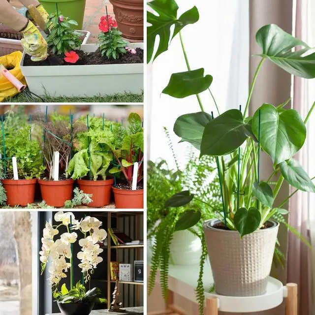 Alt view image 5 of 5 - Green Dyed Bamboo Plant Stakes with Garden-Matching Finish for Potted Plants, Floral Support Sticks with Solid Rod Construction and Pointed Tip for Soil Insertion (16inch 5000pcs)