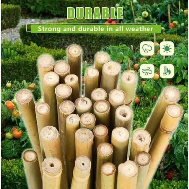 Alt view image 4 of 6 - Durable Garden Stake with Upright Support for Tall Flowers and Vines, Natural Bamboo Plant Bracket with Soil-Stabilizing Design for Indoor and Outdoor Landscaping (5FT 50PCS)