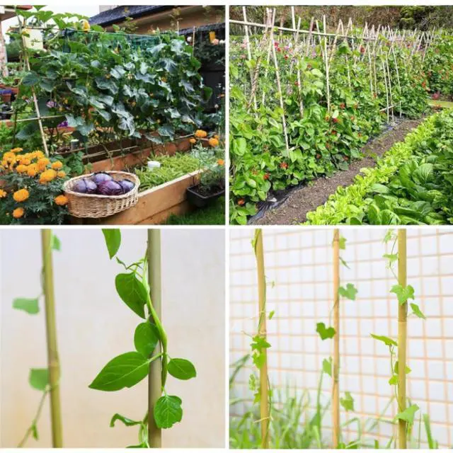 Alt view image 6 of 6 - Durable Garden Stake with Upright Support for Tall Flowers and Vines, Natural Bamboo Plant Bracket with Soil-Stabilizing Design for Indoor and Outdoor Landscaping (5FT 50PCS)