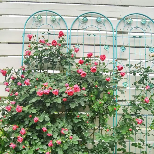 Alt view image 7 of 7 - Metal Grid Panels with Beautiful Flowers Pattern for Climbing Flowers, Plants, Outdoor Metal Trellis with Iron Frame for Backyard, Lawn, Garden, Metal Panels for Ivy Vines, Rose (4 Pack)