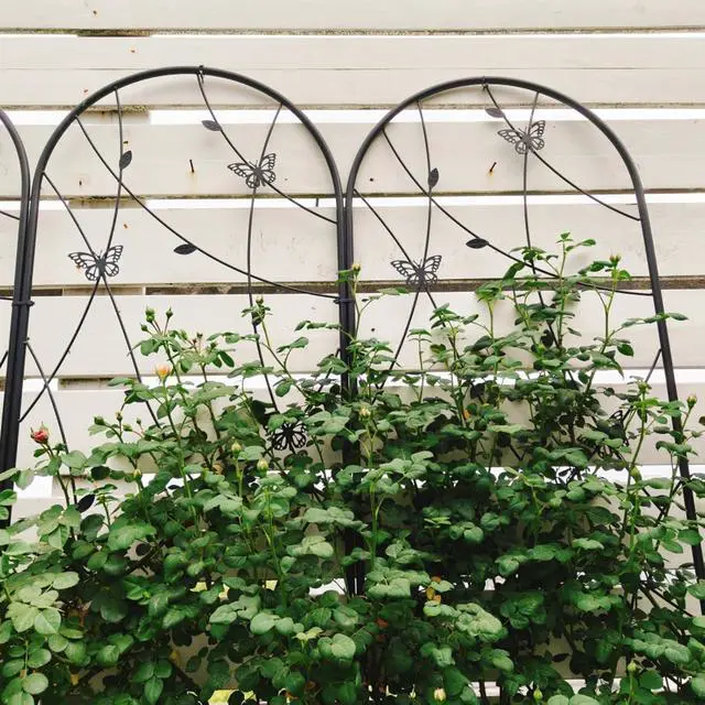 Alt view image 5 of 7 - Metal Garden Trellis with Decorative Butterfly and Leaf for Climbing Roses, Cucumber, Vine, Outdoor Rustproof Trellis with Iron Frame for Backyard, Garden, Lawn (4 Pack-H86'')