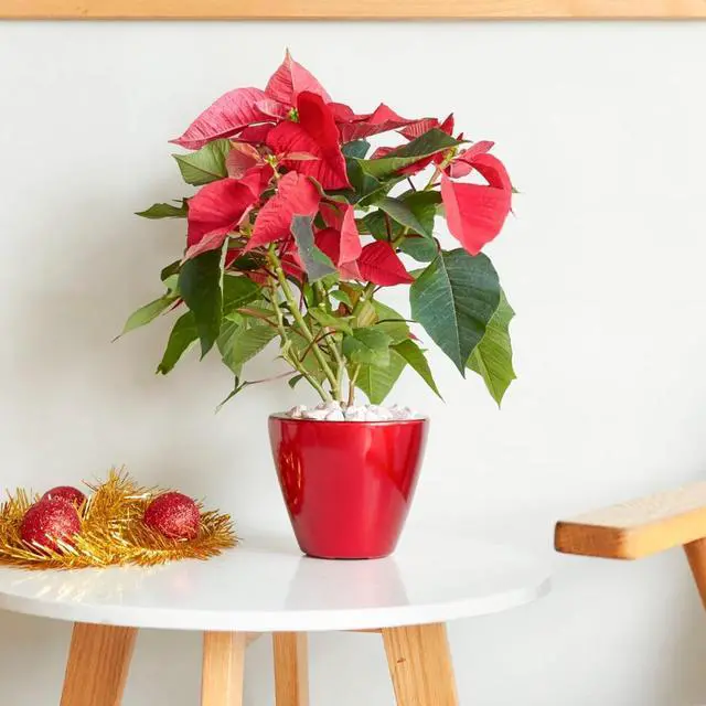 Alt view image 2 of 6 - 2 Pieces Plastic Planter Set with Self-Watering System and Wood-Like Look for Backyard, Living Room, Outdoor Flower Pots with Drainage Hole and Stopper for Growing Flowers (Red)