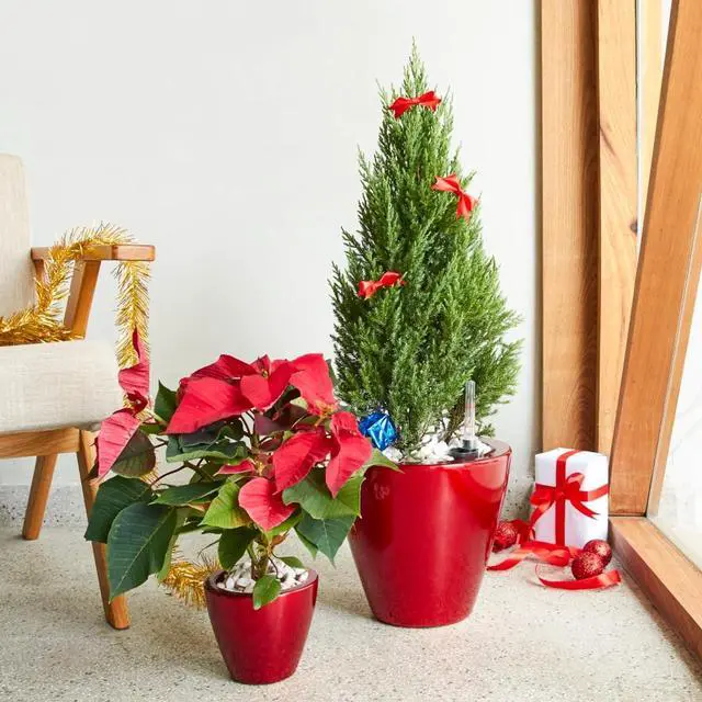 Alt view image 4 of 6 - 2 Pieces Plastic Planter Set with Self-Watering System and Wood-Like Look for Backyard, Living Room, Outdoor Flower Pots with Drainage Hole and Stopper for Growing Flowers (Red)