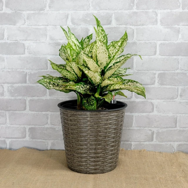 Alt view image 3 of 7 - Hassyee 2 Pieces Wicker Planters Set with Self-Watering System and Lightweight Structure for Growing Flowers, Plants, Outdoor Plastic Flower Pots with Different Sizes for Lawn, Garden