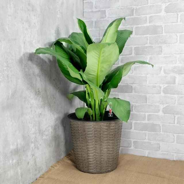 Alt view image 3 of 7 - Hassyee Wicker Decor Planter with Self-Watering System and Lightweight Structure for Backyard, Lawn, Outdoor Flower Pot with Bottom Plug for Growing Flowers, Plants