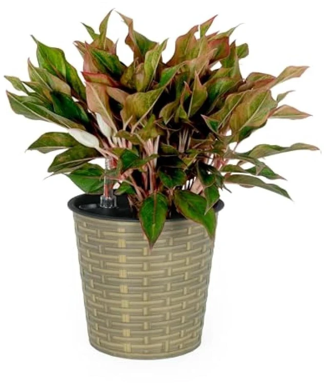 Main image of Hassyee Wicker Decor Planter with Self-Watering System and Lightweight Structure for Backyard, Lawn, Outdoor Flower Pot with Bottom Plug for Growing Flowers, Plants