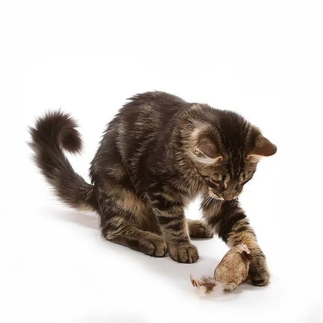 Alt view image 2 of 2 - Play-N-Squeak Twice the Mice Cat Toy, 2pc (Interactive Catnip Toy, Real Mouse Electronic Sound)