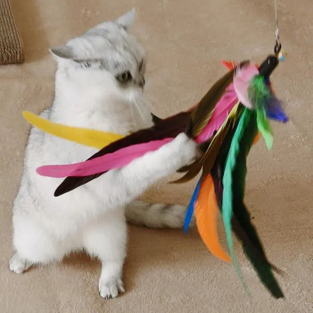 Alt view image 4 of 7 - Cat Toys Interactive for Indoor Cats, 2PCS Ultra-Long Teaser(50"+38")+9PCS Da Bird Feather Refills, Fishing Pole Toy,Retractable Cat Wand Toy and Feather Toys Refills Attachment Replacement