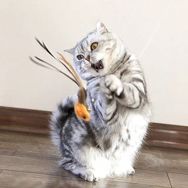 Alt view image 6 of 7 - Interactive Cat Wand Toy Set, 2 Telescopic Rods & 11 Attachments