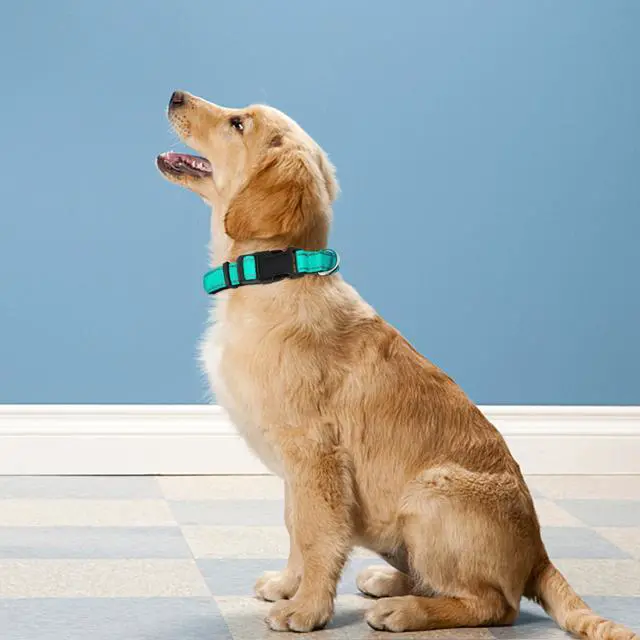 Alt view image 2 of 6 - PWOD Reflective Dog Collar, Adjustable Soft Neoprene Padded Nylon Pet Collars with Buckle for Medium Dogs, Teal,M