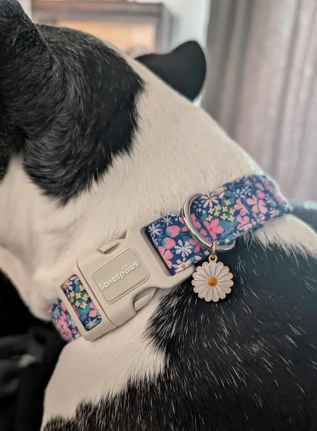 Alt view image 6 of 6 - Lionet Paws Floral Dog Collar- Cute Spring Wildflowers Daisy Fleabane Dog Collars with Plastic Buckle, Light Adjustable Dog Collars for Small Medium Dogs