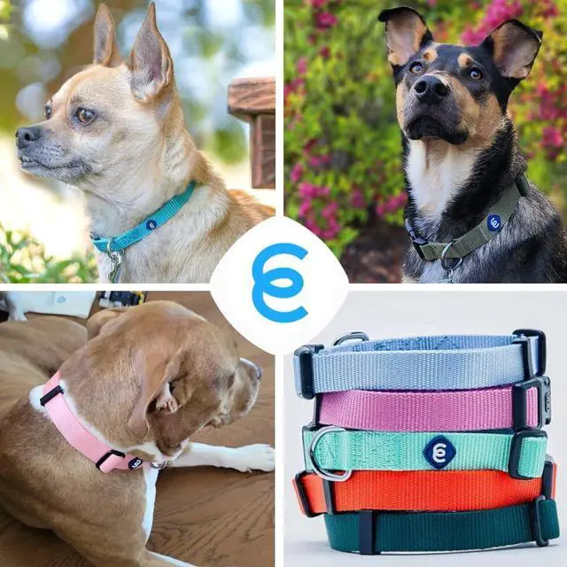 Alt view image 6 of 7 - Blueberry Pet Essentials Medium Dog Collar in Flint Gray | Adjustable & Eco-Friendly Durable Nylon Strap | Classic Collar for Medium Dogs, Boy & Girl Pets