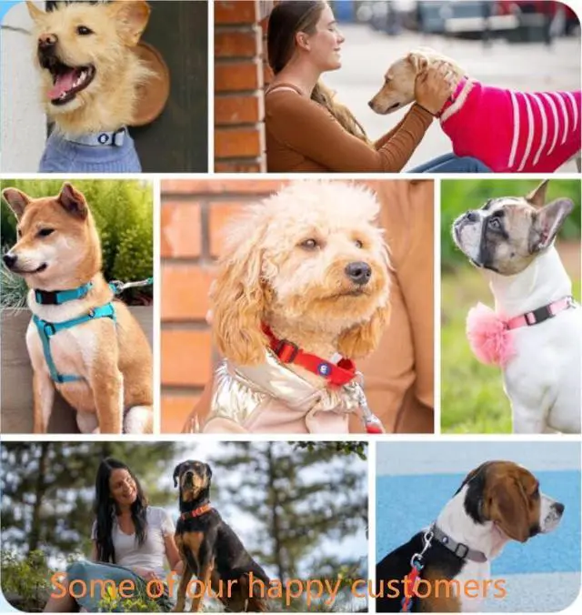 Alt view image 7 of 7 - Blueberry Pet Essentials Medium Dog Collar in Flint Gray | Adjustable & Eco-Friendly Durable Nylon Strap | Classic Collar for Medium Dogs, Boy & Girl Pets