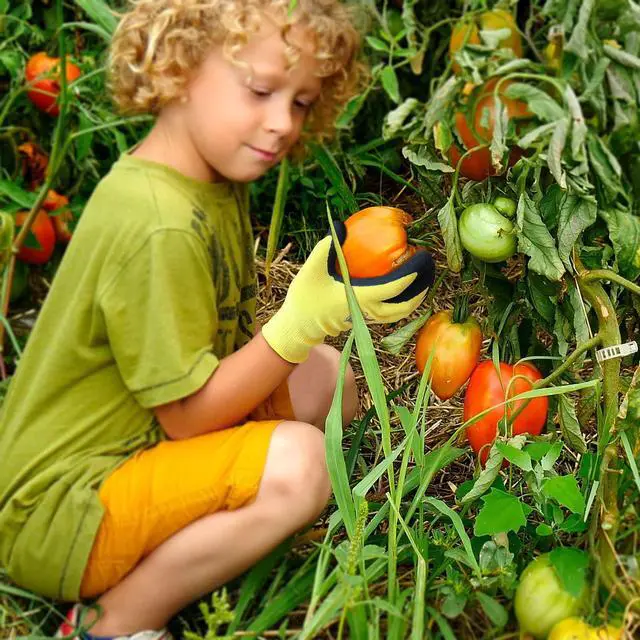 Alt view image 3 of 6 - Evridwear Kids Gardening Gloves for Boys Girls Outdoor Yard Work,Planting (L (9-12yr), Yellow)