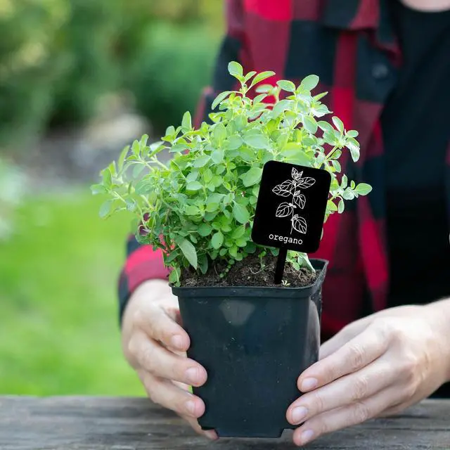 Alt view image 5 of 7 - Whaline 24 Pcs Acrylic Plant Label Signs Garden Herb Markers, Black