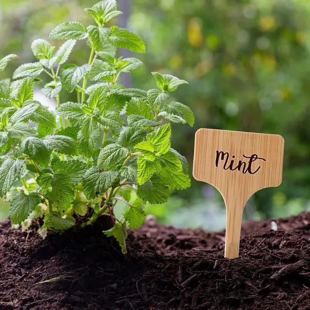 Alt view image 5 of 7 - VITEVER 100pcs Plant Labels, T-Type Plastic Tags with Marker Pen, Waterproof Garden Signs for Outdoor Plants (3.9 x 2.4)