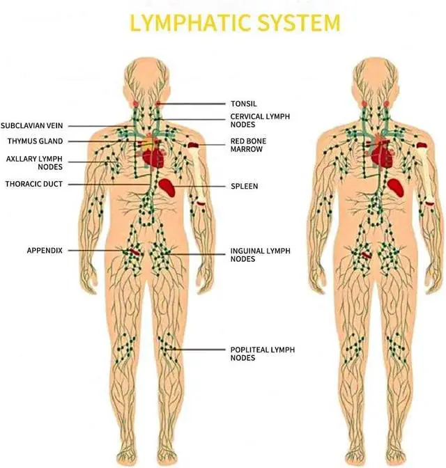 Alt view image 6 of 7 - Lymphatic Drainage,Massage Oil for Massage Therapy,Ginger Oil,Ginger Massage Oil for Lymphatic Drainage Massager,Natural Body Oil for Skin,Arnica Oil,Sore Muslce Massage Oil-Warming and Relaxing