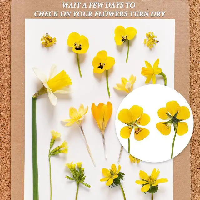 Alt view image 6 of 7 - 20 Sheets Blotting Paper for Flower Press, Large 8.26 x 11.8 inch A4 Highly Absorbent and Reusable Blotter Papers for Flower Press Herbarium Craft Blotter Paper Sheets Papers Craft Supplies
