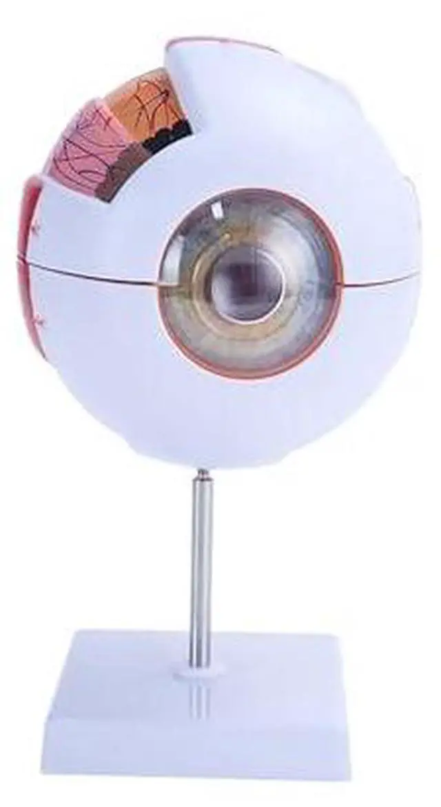 Main image of AMUREKE 6X Human Eye Model Enlarged Anatomical Eyeball Model for Science Classroom Study Display Medical Education with Removable Stand