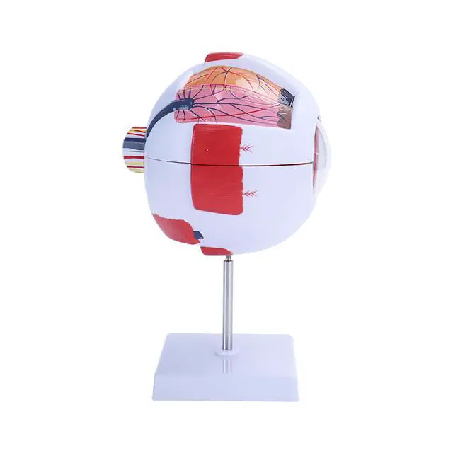 Alt view image 2 of 6 - AMUREKE 6X Human Eye Model Enlarged Anatomical Eyeball Model for Science Classroom Study Display Medical Education with Removable Stand