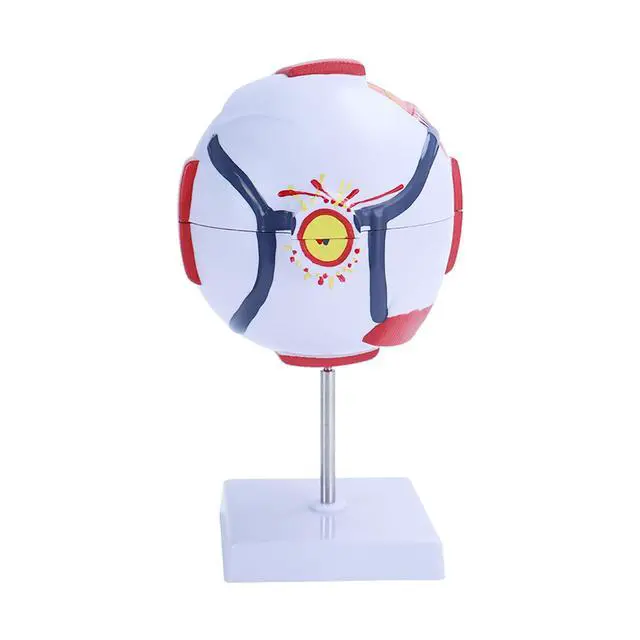 Alt view image 3 of 6 - AMUREKE 6X Human Eye Model Enlarged Anatomical Eyeball Model for Science Classroom Study Display Medical Education with Removable Stand