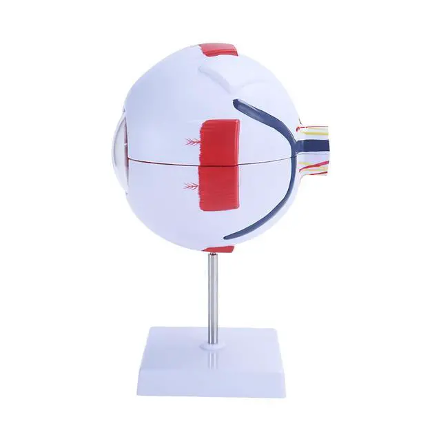 Alt view image 4 of 6 - AMUREKE 6X Human Eye Model Enlarged Anatomical Eyeball Model for Science Classroom Study Display Medical Education with Removable Stand