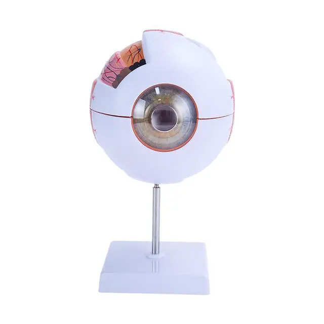 Alt view image 5 of 6 - AMUREKE 6X Human Eye Model Enlarged Anatomical Eyeball Model for Science Classroom Study Display Medical Education with Removable Stand