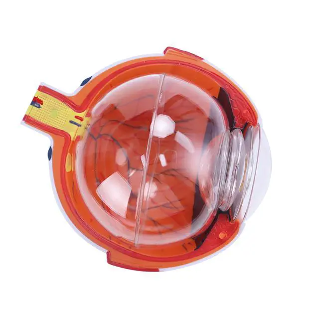 Alt view image 6 of 6 - AMUREKE 6X Human Eye Model Enlarged Anatomical Eyeball Model for Science Classroom Study Display Medical Education with Removable Stand