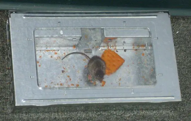 Alt view image 2 of 2 - Multi-Catch Humane Mouse Trap with Transparent Inspection Window Reusable No-Kill Rodent Control Solution (1 Trap)