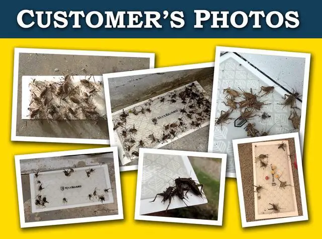 Alt view image 6 of 6 - Extra Large Cricket Traps (8 Traps) | Non-Toxic Extra Sticky Glue Board Pre-Baited Cricket Attractant Trap & Kill House Crickets, Insects, Spiders, Bugs