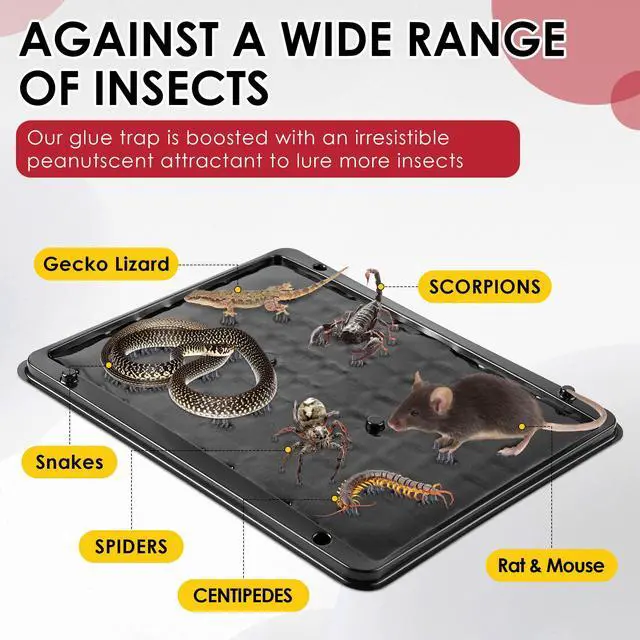 Alt view image 3 of 7 - Pack Jumbo Rat & Mouse Glue Traps, 11.8 X 9.84 in Large Heavy Duty Mouse Traps Indoor for Home, Pre Scented Adhesive Plastic Tray with for Spider, Snake, Mice, Kids and Pet Safe (Black)