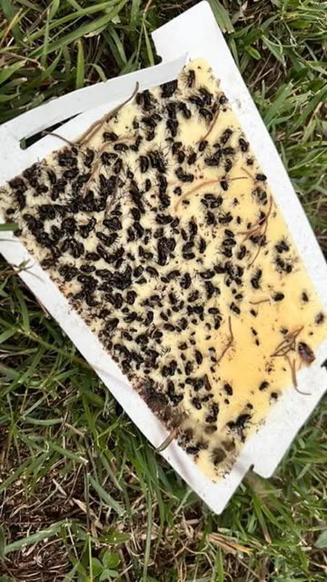 Alt view image 2 of 3 - Glue Traps 72 Glue Boards Trap Mouse Bugs Insects Bed Bugs Spiders Cockroaches Non-Toxic, w