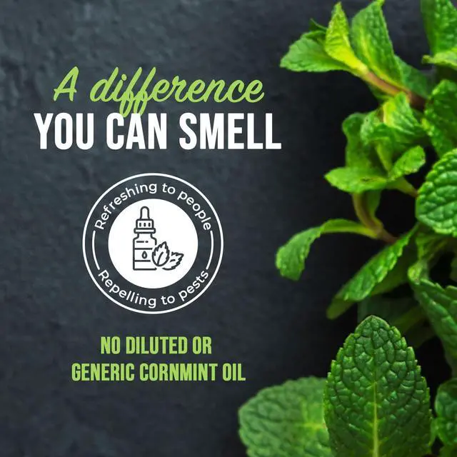 Alt view image 4 of 7 - Peppermint Oil Rodent Repellent Spray Natural Indoor & Outdoor Control for Mice and Rats Plant-Based, Extra-Strong Formula - 16 oz