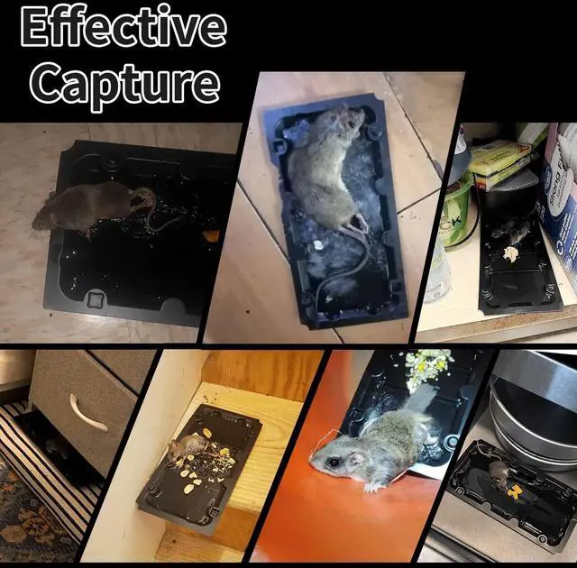 Alt view image 2 of 7 - 16 Pack Sticky Mouse Trap Rat Traps Indoor, Peanut Taste Pheromone Mouse Traps Indoor for Home, Glue Sticky Traps for Mice and Rats, Snake